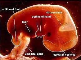 second month in the womb