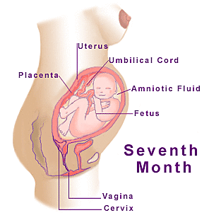 month 7 3rd trimester
