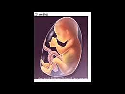 fifth month in the womb