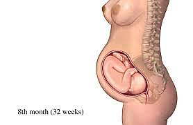 eighth month in the womb