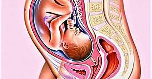 ninth month in the womb