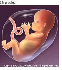 Fourth month in the womb