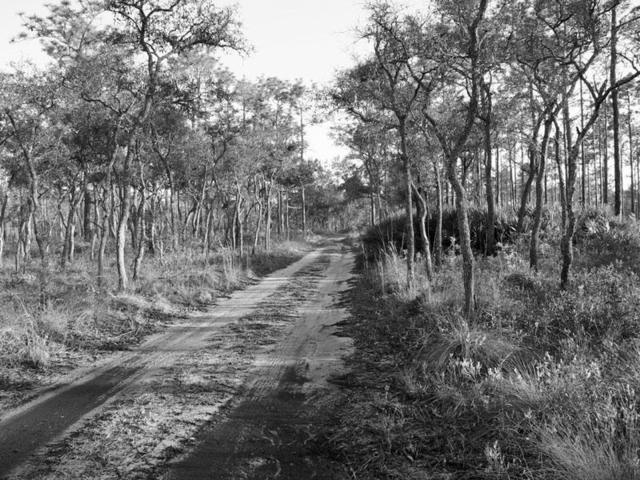 The Meeting In Piney Woods