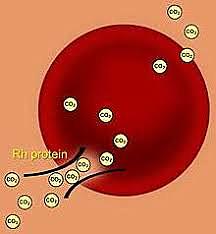 Karl Landsteiner discovered the Rh protein