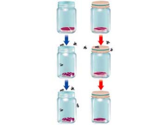 (1668) Redi's Experiment