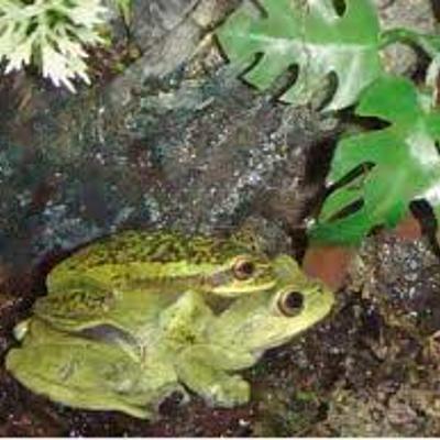 Timeline: Desarrollo embrionario de Dendropsophus labialis