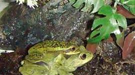 Timeline: Desarrollo embrionario de Dendropsophus labialis