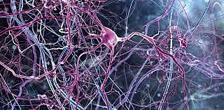 El surgimiento de la primera agrupación neuronal.