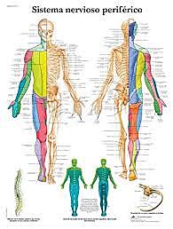 Sistema nervioso periférico