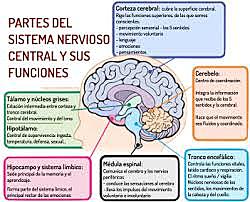 Sistema nervioso central