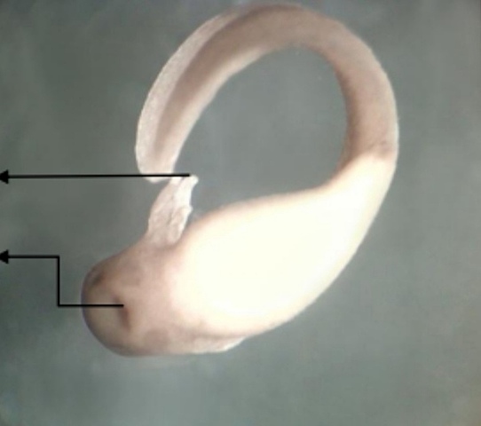 Circulación branquial