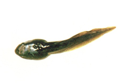 Período larval