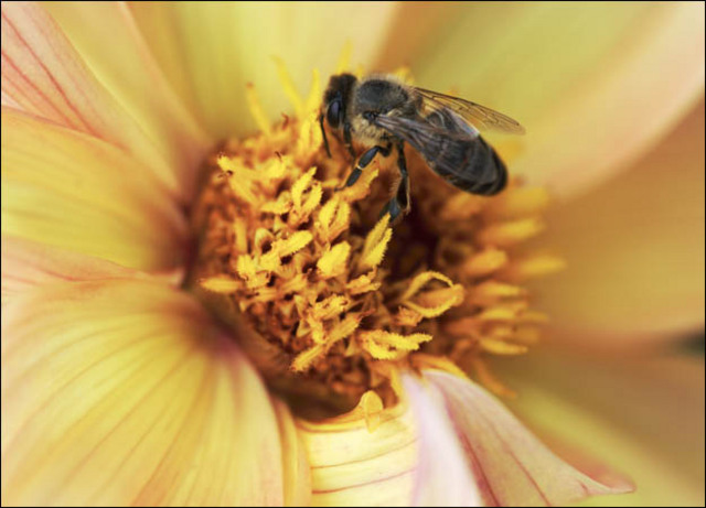African Honeybee in U.S. - Deviance