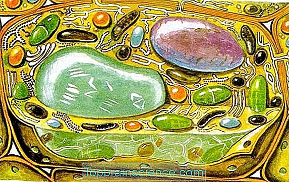 Mitmerakuliste organismide teke