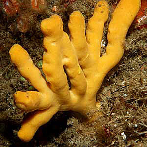 Mitmerakulised organismid