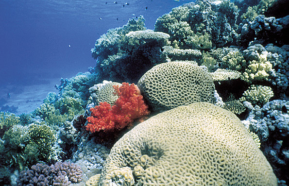 Soojades meredes kujunesid rifid