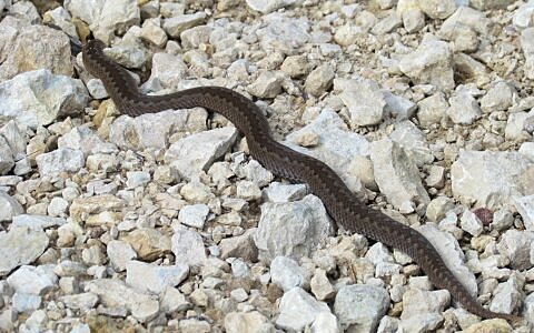 Maismaale ilmusid esimesed roomajad