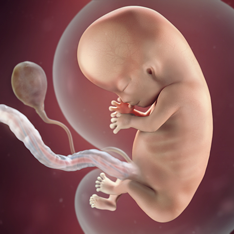 The Embryo Develops Into a Fetus