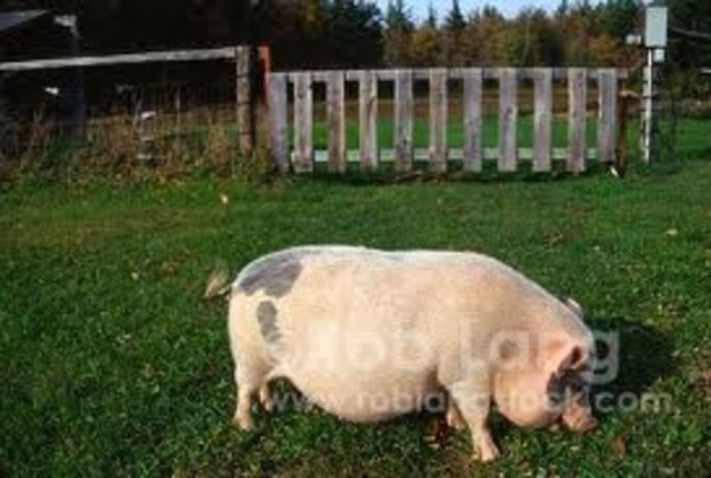 Act VI 1699 Hog Stealing