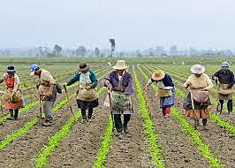 Reforma Social Agraria