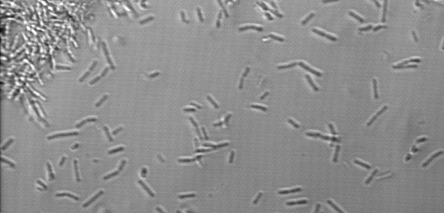 Antonie van Leeuwenhoek