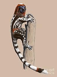 47 millones de años