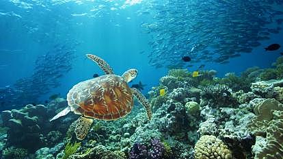 Arrives in Australia (Cairns)