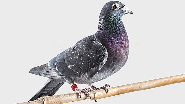 Mensajería por palomas