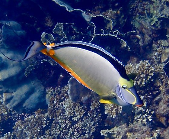 the unicorn fish restaurant then fly to Preston