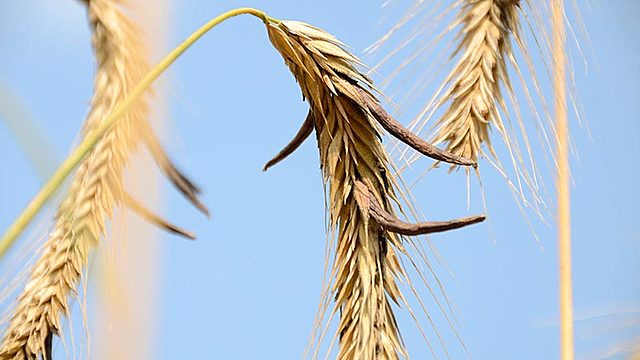 Intoxications par l'ergot de seigle.