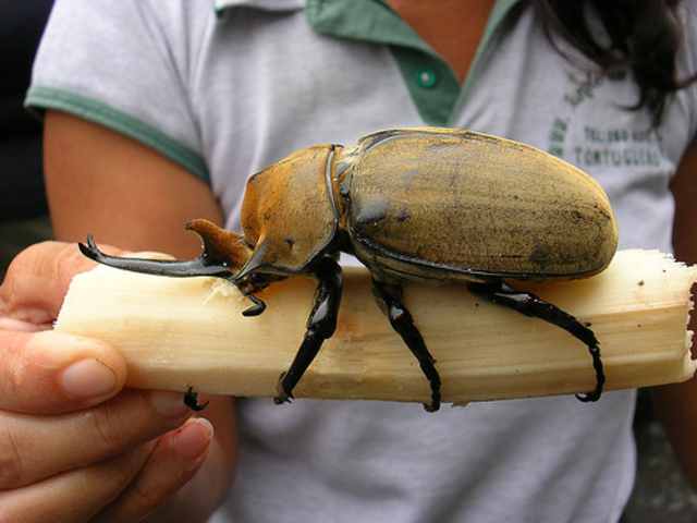Rhinoceros beetle