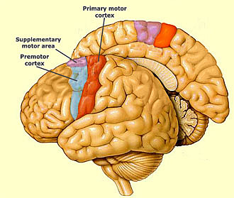 Corteza motora primaria