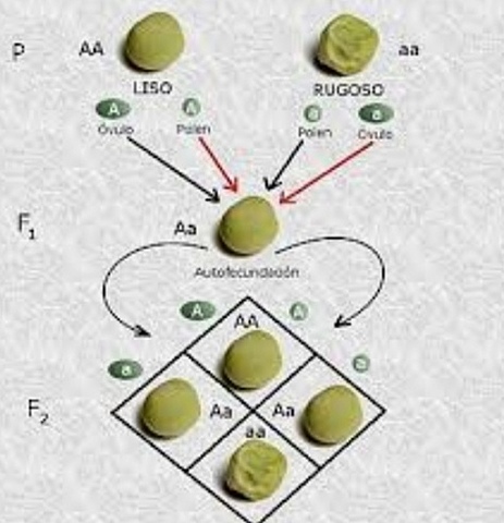 Leyes de la herencia genetica