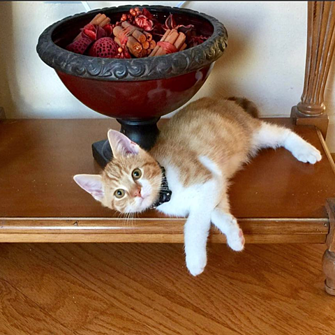 I got my cat, Kevin :)