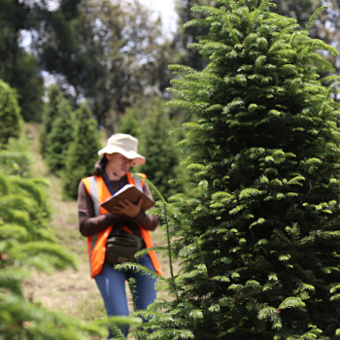 Subsecretaría de Recursos Forestales y de Caza