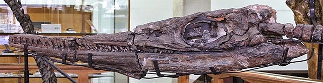 Ictiosaurio/ hace 130 millones de años.