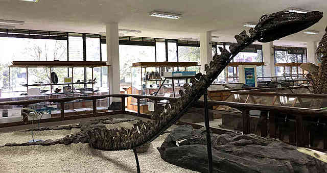 Plesiosauro/hace 125 millones de años.