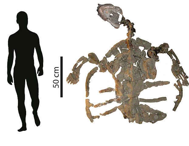 Tortuga marina mas antigua del mundo/hace 120 millones de años.