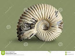 Amonitas/ hace 120 millones de años (se extinguen con los dinosaurios)