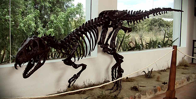 Velociraptor/ hace 75 a 71 millones de años.