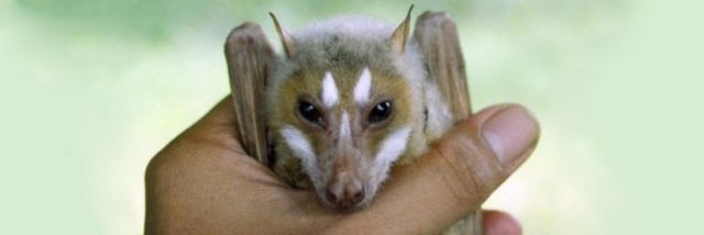 Fruit Bat Crosses