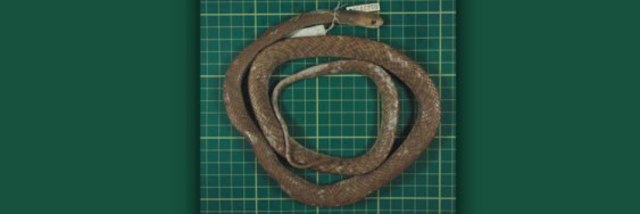 One of the Most Venomous Snakes in the World