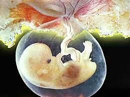 The Fetal Stage (9 Week Old Fetus)