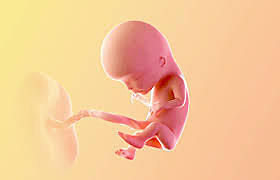 The Fetal Stage (12 Week Old Fetus)