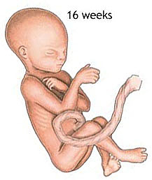 fetal stage week 16-20