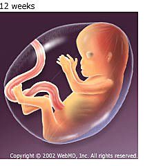 month 3, 1st trimester