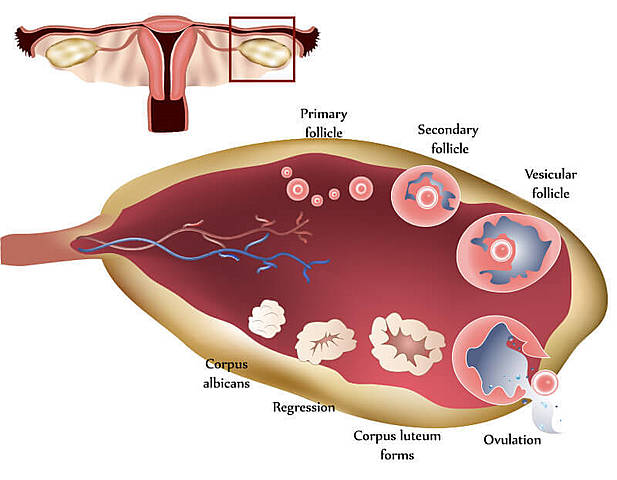 Ovulation