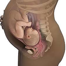 The Fetal Stage (28-40 Week Old Fetus)
