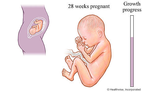 Fetal stage 28-40