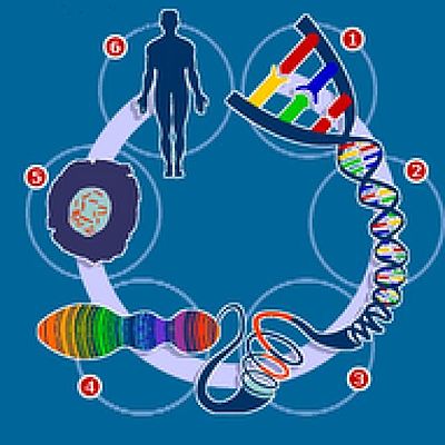 Timeline: LA GENETICA
